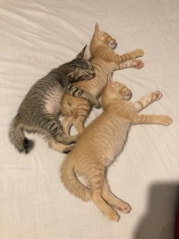 A Bunch Of Kittens - Domestic Short Hair Cat