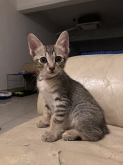 A Bunch Of Kittens - Domestic Short Hair Cat