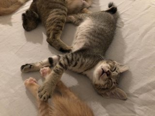 A Bunch Of Kittens - Domestic Short Hair Cat