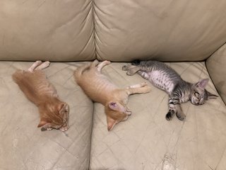 A Bunch Of Kittens - Domestic Short Hair Cat