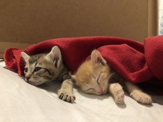 A Bunch Of Kittens - Domestic Short Hair Cat