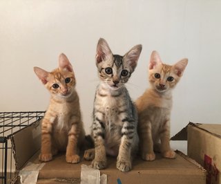 A Bunch Of Kittens - Domestic Short Hair Cat