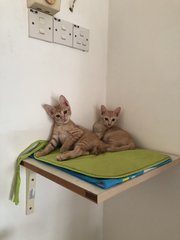 A Bunch Of Kittens - Domestic Short Hair Cat