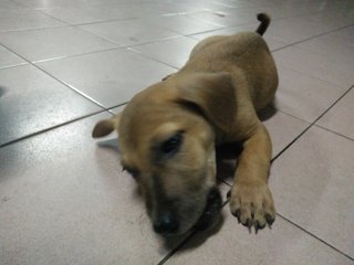 Shorty Puppy - Mixed Breed Dog