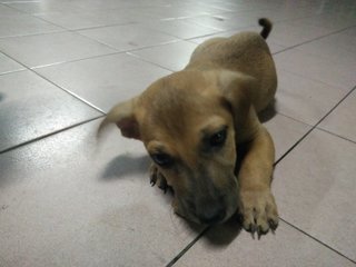 Shorty Puppy - Mixed Breed Dog