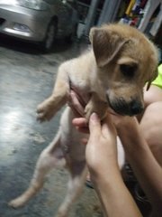 Good Boy乖乖 - Mixed Breed Dog