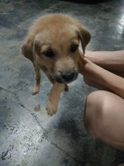 Good Boy乖乖 - Mixed Breed Dog