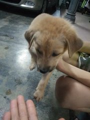 Good Boy乖乖 - Mixed Breed Dog