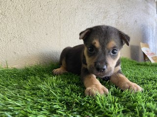 Pups - Mixed Breed Dog