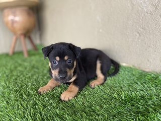 Pups - Mixed Breed Dog