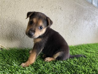 Pups - Mixed Breed Dog