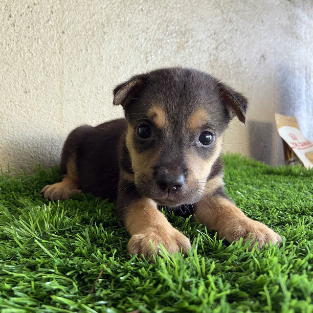 Pups - Mixed Breed Dog