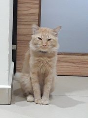 Campari - Domestic Medium Hair + Persian Cat