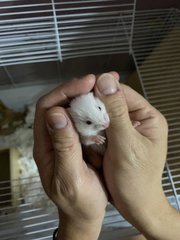 Hamster Baby (No Name Yet) - Syrian / Golden Hamster Hamster