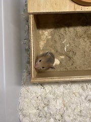 Hamster Baby (No Name Yet) - Syrian / Golden Hamster Hamster