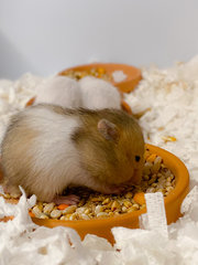 Hamster Baby (No Name Yet) - Syrian / Golden Hamster Hamster