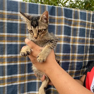 Bean - Domestic Short Hair Cat