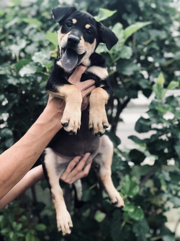 Mulan - German Pinscher Dog