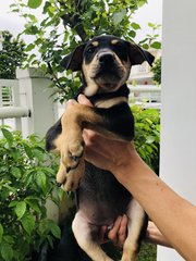 Mulan - German Pinscher Dog