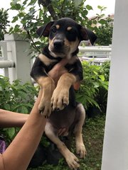 Mulan - German Pinscher Dog