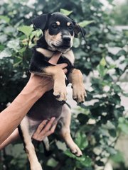 Mulan - German Pinscher Dog