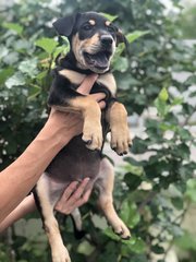 Mulan - German Pinscher Dog