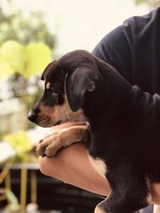 Mulan - German Pinscher Dog