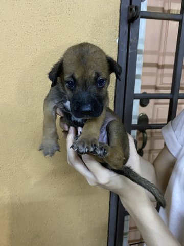 Girl 1 (No Name Yet) - Mixed Breed Dog