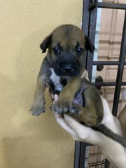 Girl 1 (No Name Yet) - Mixed Breed Dog