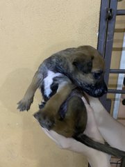 Girl 1 (No Name Yet) - Mixed Breed Dog