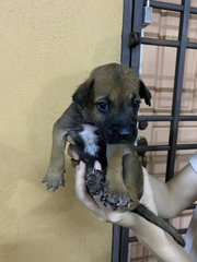 Girl 1 (No Name Yet) - Mixed Breed Dog