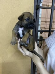 Girl 1 (No Name Yet) - Mixed Breed Dog