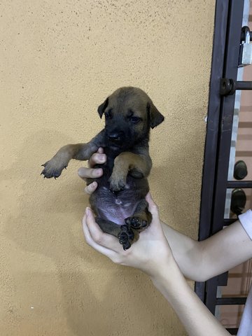 Girl 2 (No Name Yet) - Mixed Breed Dog