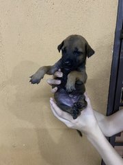 Girl 2 (No Name Yet) - Mixed Breed Dog