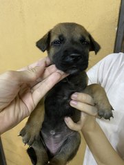 Girl 2 (No Name Yet) - Mixed Breed Dog