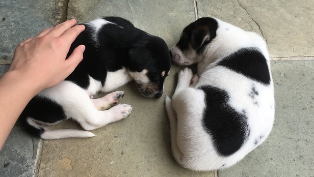 Grant And Frankie - Mixed Breed Dog