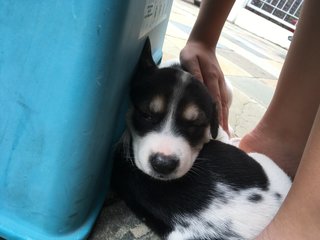 Grant And Frankie - Mixed Breed Dog