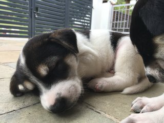 Grant And Frankie - Mixed Breed Dog