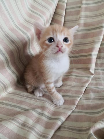 Louie Hunter And Griffin - Domestic Medium Hair Cat