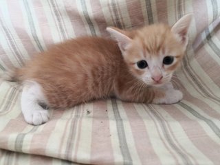 Louie Hunter And Griffin - Domestic Medium Hair Cat