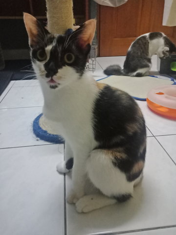 Tiga (Anidya Dwitiga) - Domestic Short Hair + Calico Cat