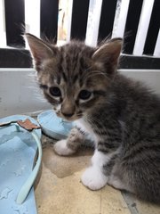 Mumy &amp; Kits - Domestic Medium Hair Cat