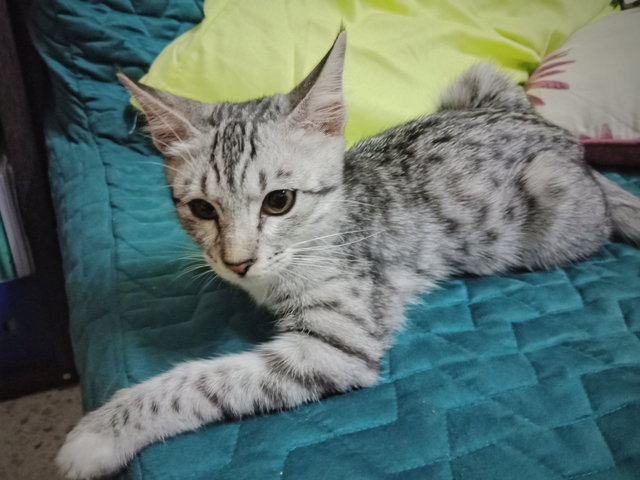 Leo (Leonardo Slavador) - Domestic Short Hair + Ocicat Cat