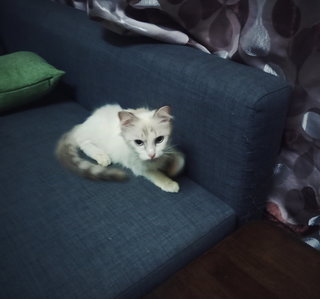 Mew (Kwan Chul Mew) - Domestic Medium Hair Cat