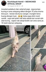 Mew (Kwan Chul Mew) - Domestic Medium Hair Cat