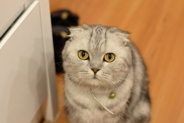 Cookie - Scottish Fold Cat