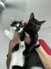 Jagger And Tammy - Domestic Medium Hair Cat