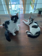 Jagger And Tammy - Domestic Medium Hair Cat