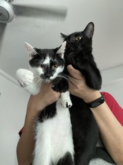 Jagger And Tammy - Domestic Medium Hair Cat