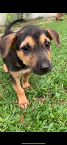 Carly - Mixed Breed Dog